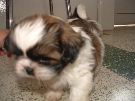 mon chien